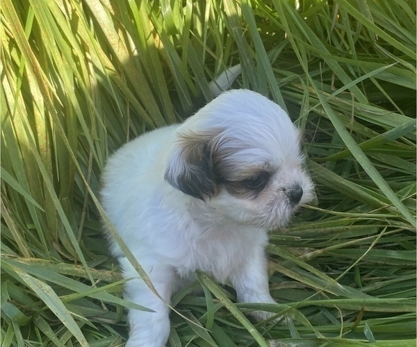 Medium Photo #12 Shih Tzu Puppy For Sale in VENETA, OR, USA