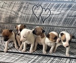 Small Jack Russell Terrier