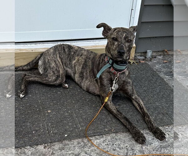 Medium Photo #4 Mountain Cur-Whippet Mix Puppy For Sale in Brooklyn Center, MN, USA