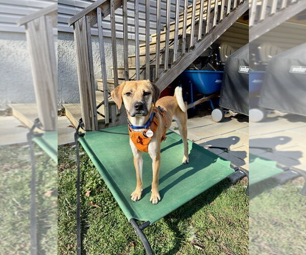 Medium Photo #4 Mutt Puppy For Sale in Candler, NC, USA