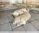 Small Photo #14 Golden Retriever Puppy For Sale in MCKINNEY, TX, USA