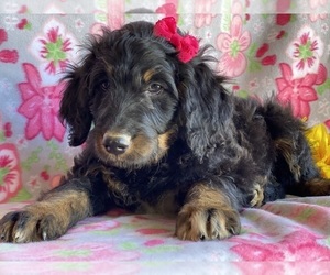 Bernedoodle Puppy for sale in LANCASTER, PA, USA