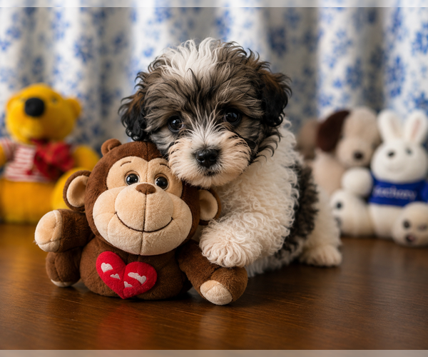 Medium Photo #15 Morkie Puppy For Sale in DURHAM, CT, USA