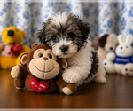 Small #14 Morkie