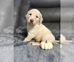 Small #5 Goldendoodle