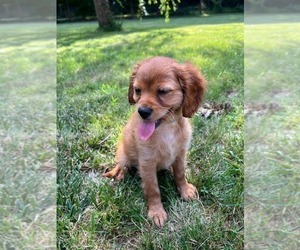 Cavapoo Puppy for sale in DURHAM, CT, USA