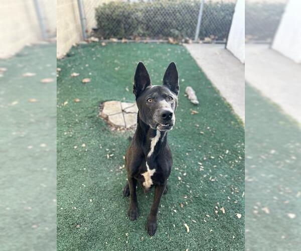 Medium Photo #2 German Shepherd Dog-Unknown Mix Puppy For Sale in Chula Vista, CA, USA