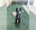 Small #1 German Shepherd Dog Mix