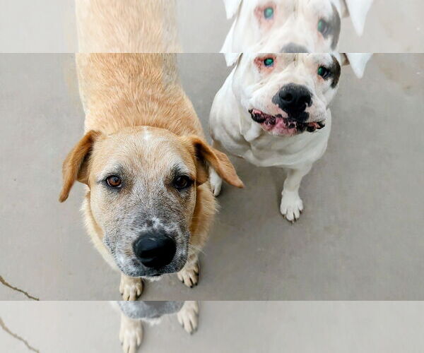 Medium Photo #1 Bull-Boxer Puppy For Sale in Pena Blanca, NM, USA