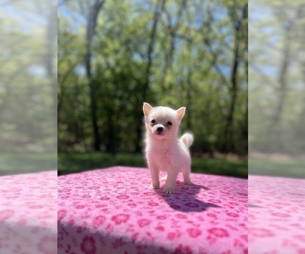 Medium Photo #53 Pomsky Puppy For Sale in DRACUT, MA, USA