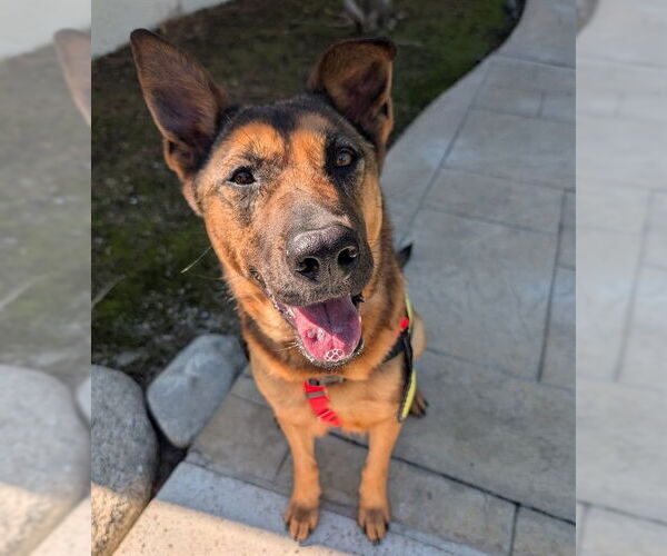 Medium Photo #2 German Shepherd Dog Puppy For Sale in Riverside, CA, USA