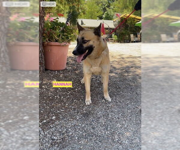 Medium Photo #3 Mutt Puppy For Sale in Woodland Hills, CA, USA