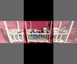 Chihuahua Puppy for Sale in SHERMAN, Texas USA