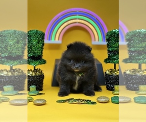 Pomeranian Puppy for sale in STKN, CA, USA