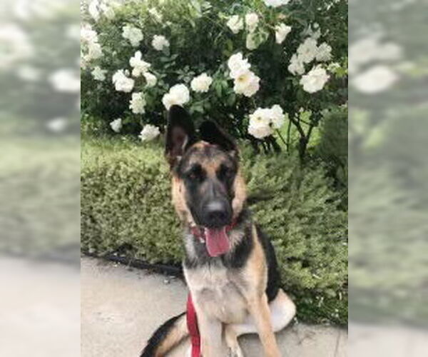 Medium Photo #2 German Shepherd Dog Puppy For Sale in Dana Point, CA, USA