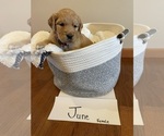 Small Photo #1 Golden Retriever Puppy For Sale in ASHLAND, OH, USA