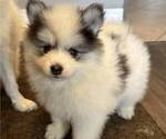 Small Photo #9 Pomsky Puppy For Sale in MCMINNVILLE, OR, USA
