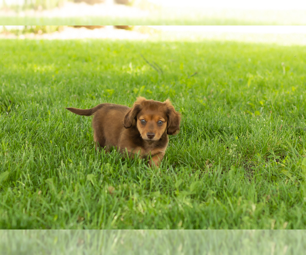 Medium Photo #2 Dachshund Puppy For Sale in BREMEN, IN, USA
