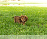 Small #1 Dachshund