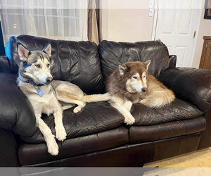 Haven - Female Siberian Husky-Unknown Mix Dog for Adoption - Photo #9