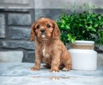 Puppy Scout Cavalier King Charles Spaniel