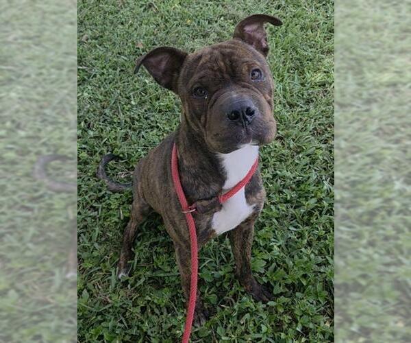 Medium Photo #1 American Staffordshire Terrier-Chinese Shar-Pei Mix Puppy For Sale in Fort Lauderdale, FL, USA