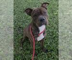 Small American Staffordshire Terrier-Chinese Shar-Pei Mix