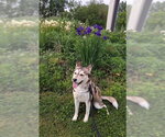 Small #1 Siberian Husky Mix