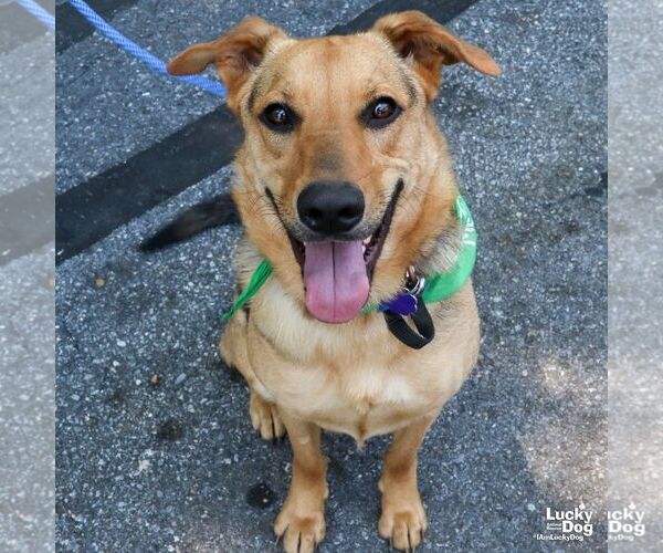 Medium Photo #4 German Shepherd Dog-Unknown Mix Puppy For Sale in Washington, DC, USA