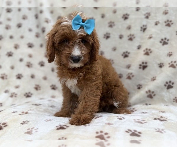 Medium Photo #1 Cavapoo (Miniature) Puppy For Sale in LAKELAND, FL, USA