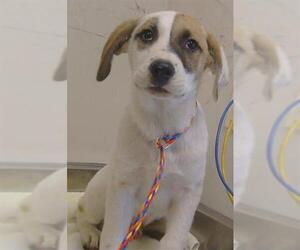 Anatolian Shepherd-Unknown Mix Dogs for adoption in Sacramento, CA, USA