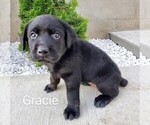 Puppy Gracie AKC Engl Labrador Retriever