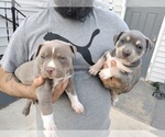Small Photo #4 American Bully Puppy For Sale in EDON, OH, USA