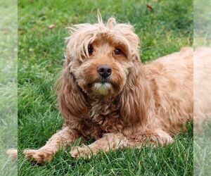 Mother of the Goldendoodle (Miniature) puppies born on 05/05/2025