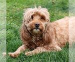 Small Photo #1 Goldendoodle (Miniature) Puppy For Sale in LITITZ, PA, USA