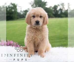 Golden Retriever Puppy for sale in NEWPORT, PA, USA