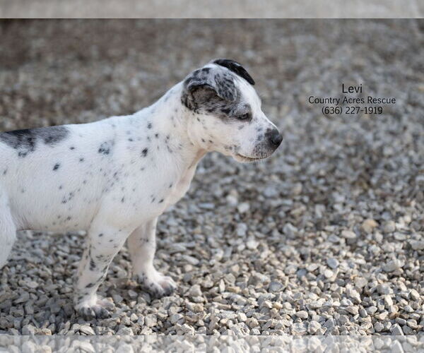 Medium Photo #2 Catahoula Leopard Dog-Unknown Mix Puppy For Sale in Manchester, MO, USA