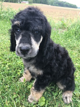 Medium Photo #1 Poodle (Standard) Puppy For Sale in MINERVA, OH, USA