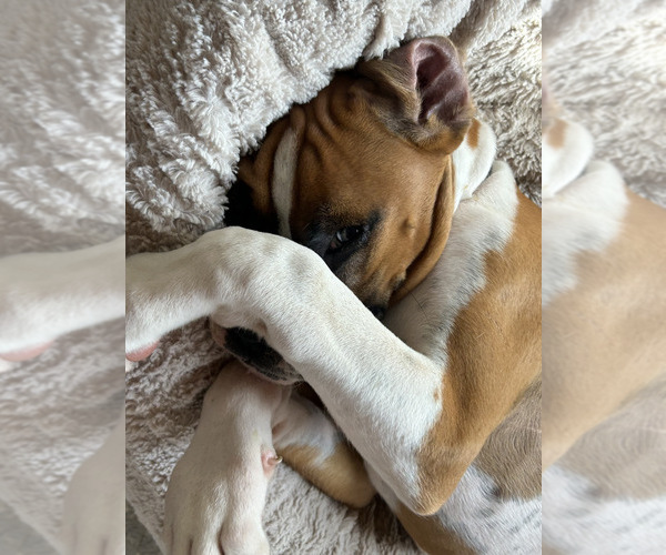 Medium Photo #29 Boxer Puppy For Sale in STRUM, WI, USA