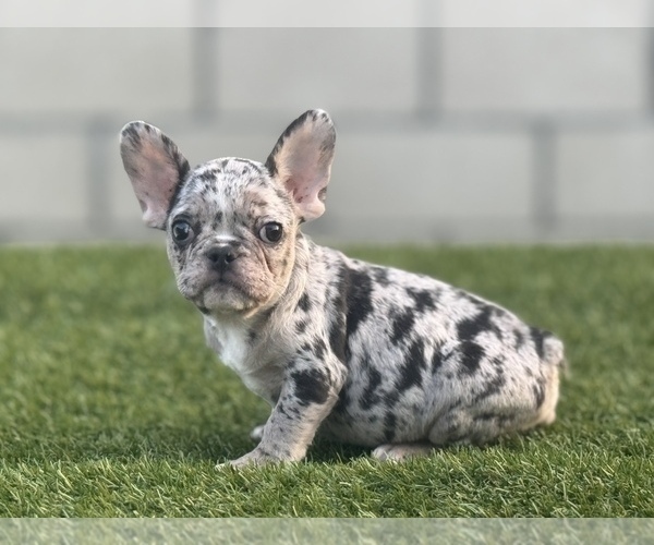 Medium Photo #17 French Bulldog Puppy For Sale in NEW YORK, NY, USA