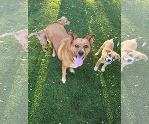 Miss Roxy - Female Mutt Dog for Adoption - Photo #3