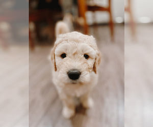 Goldendoodle Puppy for sale in BELLEVUE, WA, USA