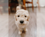 Small Photo #1 Goldendoodle Puppy For Sale in BELLEVUE, WA, USA