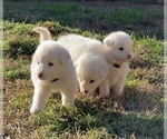 Small Photo #1 Great Pyrenees Puppy For Sale in NORTHPORT, AL, USA