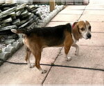 Small #5 Beagle