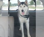 Small #6 Siberian Husky