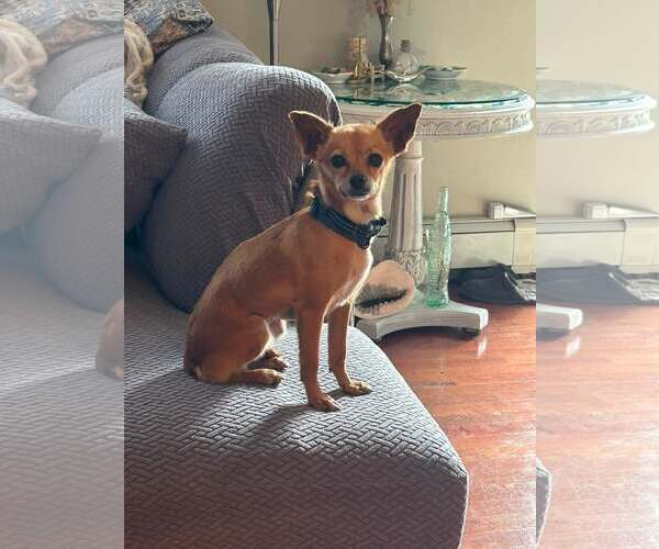 Medium Photo #1 Chihuahua-Unknown Mix Puppy For Sale in Woodbury, NY, USA