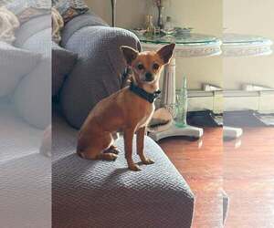 Chihuahua-Unknown Mix Dogs for adoption in Woodbury, NY, USA