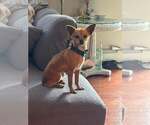CHER - Female Chihuahua-Unknown Mix Dog for Adoption - Small photo