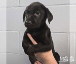 Small #4 Labrador Retriever Mix